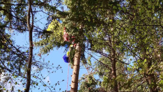 Спасиха парапланерист, паднал и оплел се в 20-метров бор в Осогово