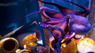 През последните години използването на октоподите в кулинарията и търсенето им