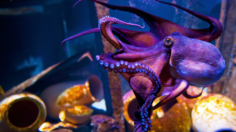 През последните години използването на октоподите в кулинарията и търсенето