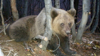 Всички мечки в резервати, поиска кметът на Смолян 