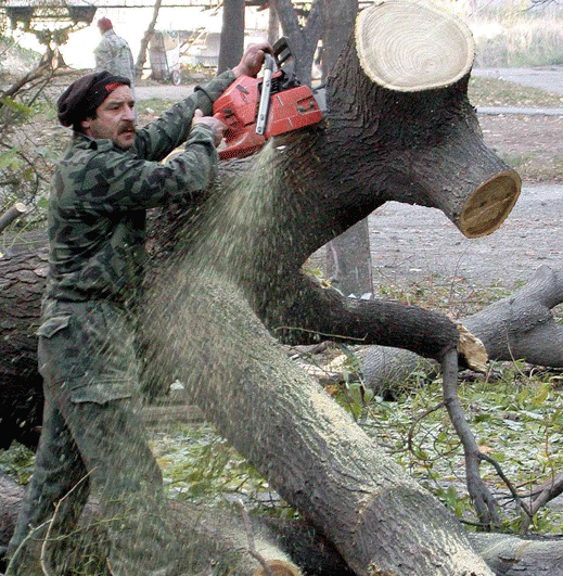 Еколози съдят община Бургас за отсечени дървета 