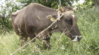 Разследват случай на 3 убити крави в местността Лаката в