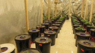 Полицията разкри оранжерия за марихуана край Дупница