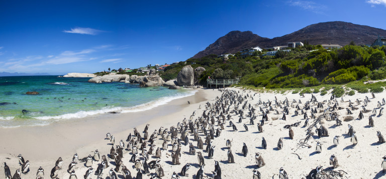 Boulders Beach в Саймънс Таун, Южна Африка