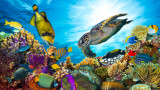 Големият бариерен риф, климатичните промени, глобалното затопляне и при какви условия ще оцелеят коралите