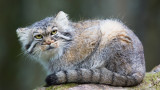 Котката манул, наречена още паласова - един от редките видове котки, способни да оцелеят и в най-труднодостъпните райони