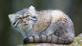 Котката манул - видът, който може да оцелее дори по върховете на Еверест