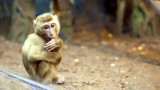 Punch monkey - как една маймунка развълнува целия свят