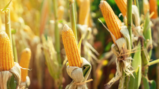 Световният баланс на царевицата за сезона 2019 20 г изглежда напрегнат