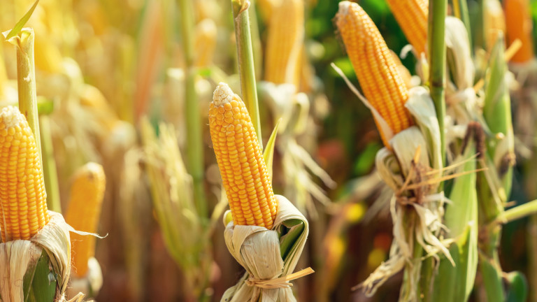 Цената на царевицата удари 8-годишен рекорд