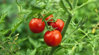 Напукани домати върхово гниене плодове с воднист вместо сладък вкус