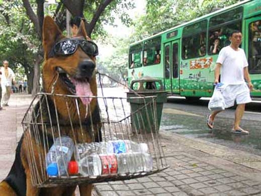 Куче с очила стана хит в Китай