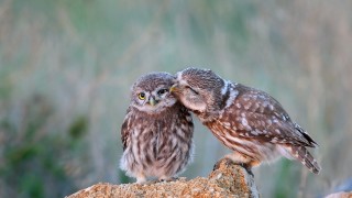 Нощни чапли забулени и ушати сови мишелови орли керкенези ястреби