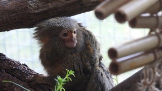 Двойката мармозетки джуджета в сектор Примати на Столичния зоопарк