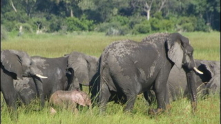 В Африка масово загиват слонове