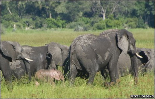 В Африка масово загиват слонове