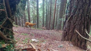 Фотокапан залови бракониери в "Национален парк Рила"