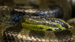 Гигантската змия, за която досега никой не е знаел