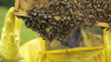 Е-платформа предупреждава пчеларите за пръскания с пестициди 