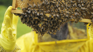 Е-платформа предупреждава пчеларите за пръскания с пестициди 