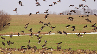 Забраниха лова на птици в 35 общини