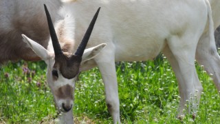 Софийският зоопарк отбеляза радостно събитие с раждането на още едно