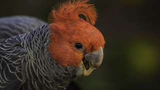 Албум съставен изцяло от звуци и песни на застрашени птици