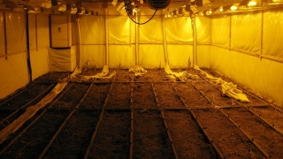 Антимафиоти откриха високотехнологична лаборатория за марихуана в Пазарджик