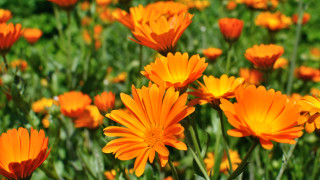 Днес ще преобладава слънчево време с временни увеличения на облачността