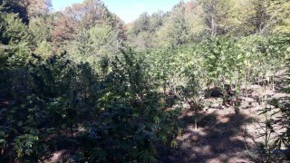 Четирима задържани при спецакция срещу наркопроизводството в Пазарджишко