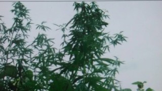 Полицаите са иззели почти 30 кг канабис При спецоперация в