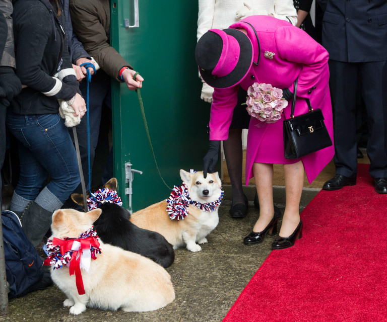 Кралицата е известна с любовта си тъкмо към тази порода