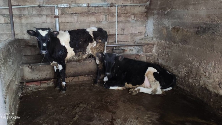 БАБХ затвори кланици в Сливенско и Бяла Слатина заради тежки нарушения