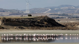 Десетки фламинго в лагуна в Северна Гърция са загинали през
