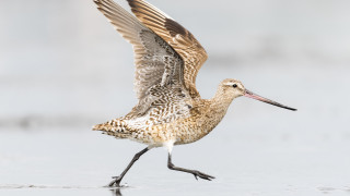 Птица постави нов рекорд за най дългия полет без прекъсване Пъстроопашат