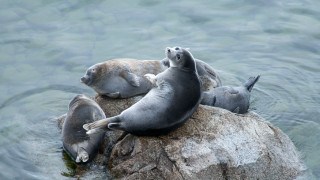 141 мъртви тюлена изплуваха по бреговете на езерото Байкал в Русия