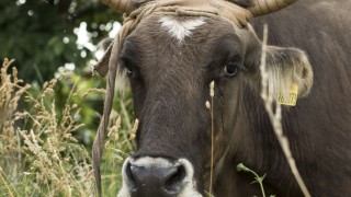 Кравата Пенка доказала необходимостта от реформа в Българската агенция по