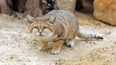 Мистериозната котка, която живее в тежки пустинни условия и лае като куче