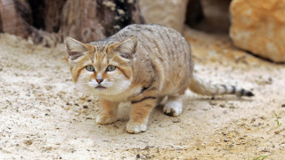 Докато лъвовете и тигрите са котките за които всички се