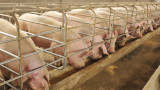 1,5 млн. лв. компенсации очакват трите свинекомплекса в Русенско