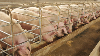 Африканската чума удвои цените на свинското в Китай за година