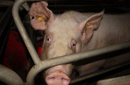 Спипаха свинекрадци в Созополско