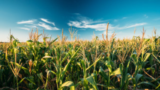 Жътвата на царевица в Европейския съюз е в разгара си