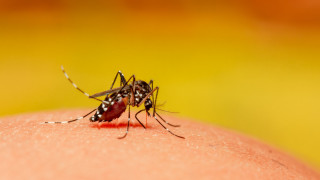 Джаджата, която помага да се справим с ухапванията на комарите