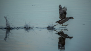 7 животни, които могат да ходят по вода