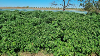 Полицията разкри шест ниви с марихуана в планината Огражден съобщава