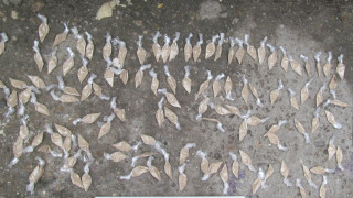 Специализирана полицейска операция за предотвратяване и пресичане разпространението на наркотични