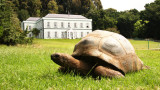  Най-възрастното животно на планетата - 191-ият рожден ден на костенурката Джонатан 