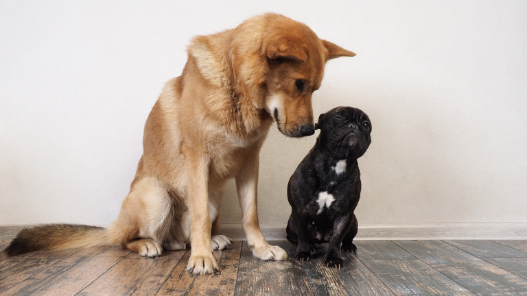 Кои са по-умни - малките или големите кучета