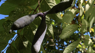 Ако някога сме виждали само листата или цветовете на храста